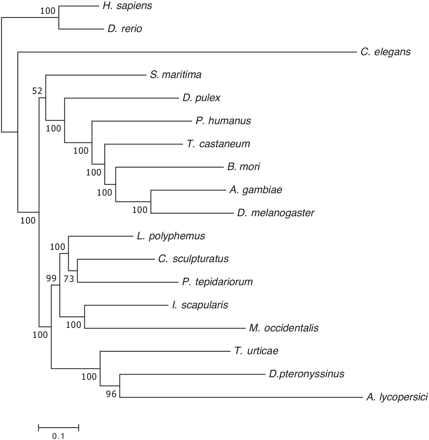 Genome Streamlining In A Minute Herbivore That Manipulates Its Host Plant Elife