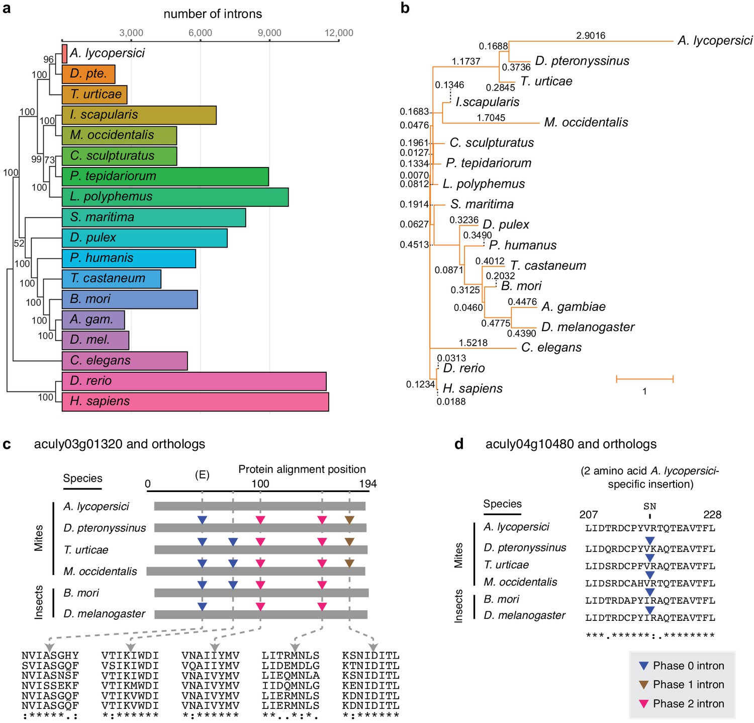 Genome Streamlining In A Minute Herbivore That Manipulates Its Host Plant Elife