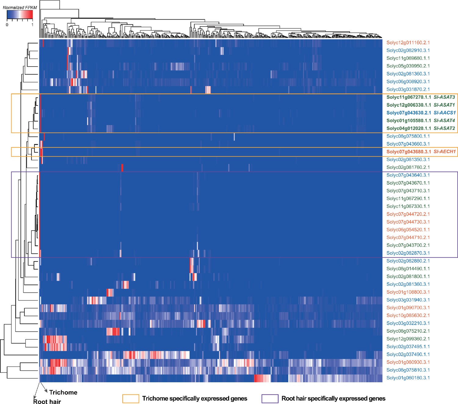 Figures and data in Evolution of a plant gene cluster in Solanaceae and ...