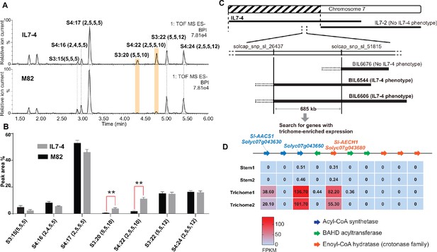 Evolution of a plant gene cluster in Solanaceae and emergence of ...