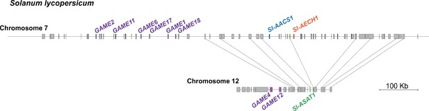 Figures and data in Evolution of a plant gene cluster in Solanaceae and ...