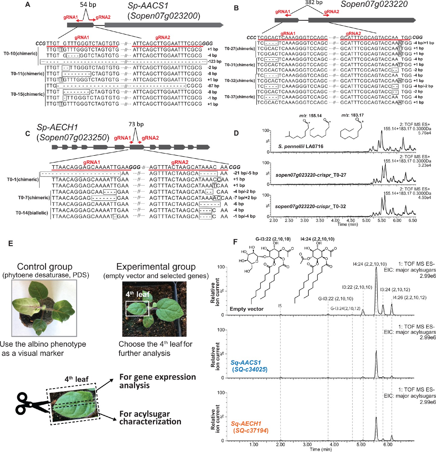 Figures and data in Evolution of a plant gene cluster in Solanaceae and ...