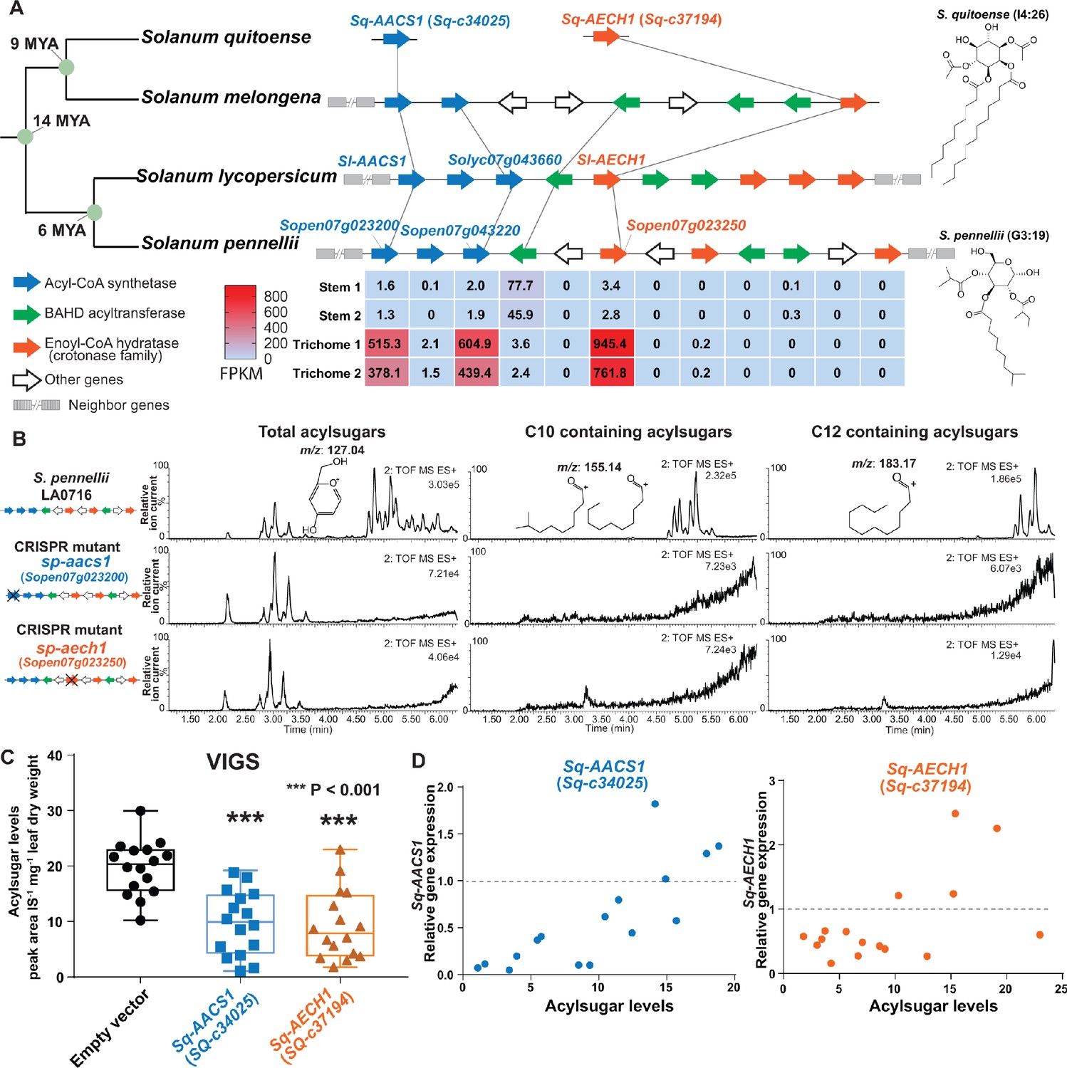 Evolution of a plant gene cluster in Solanaceae and emergence of ...