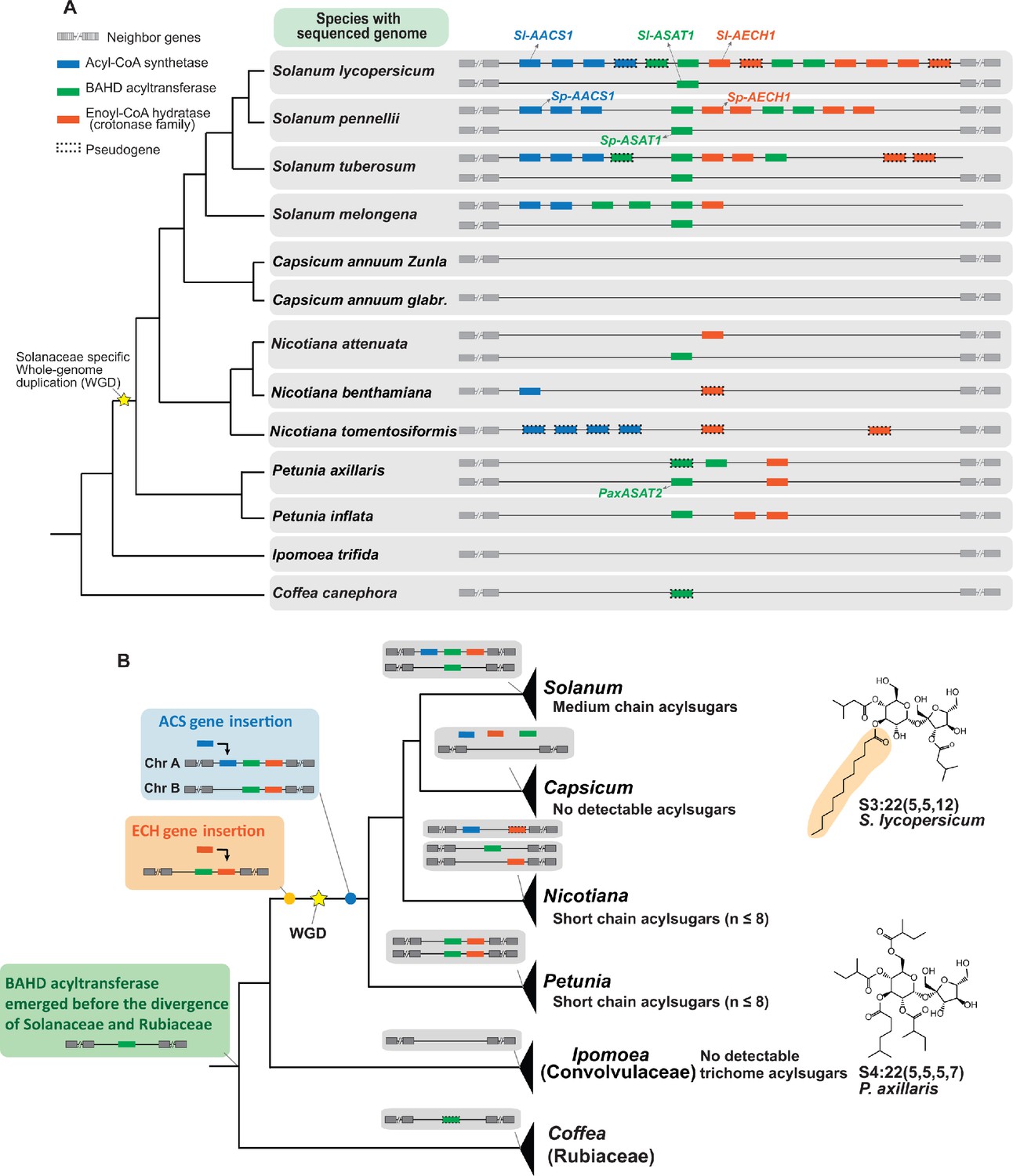 Evolution of a plant gene cluster in Solanaceae and emergence of ...