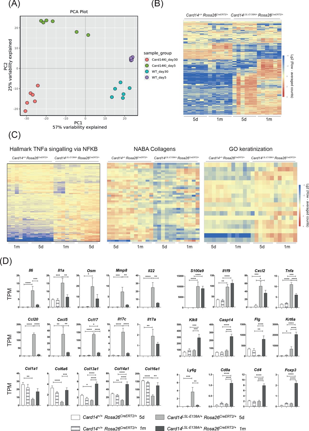 CARD14E138A signalling in keratinocytes induces TNF-dependent skin and ...