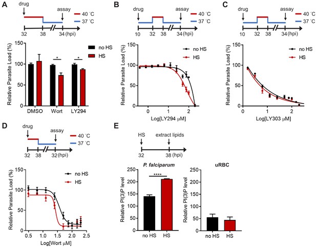 Figures and data in Phosphatidylinositol 3-phosphate and Hsp70 protect ...