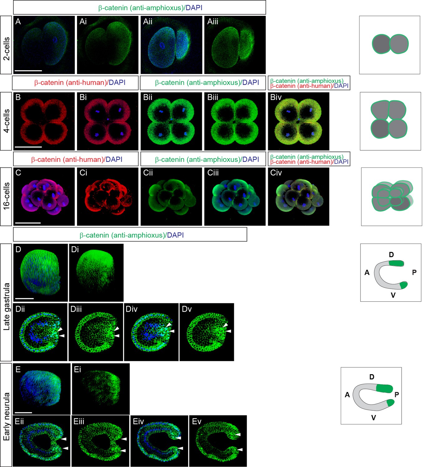 Wnt B Catenin Signaling Is An Evolutionarily Conserved Determinant Of Chordate Dorsal Organizer Elife