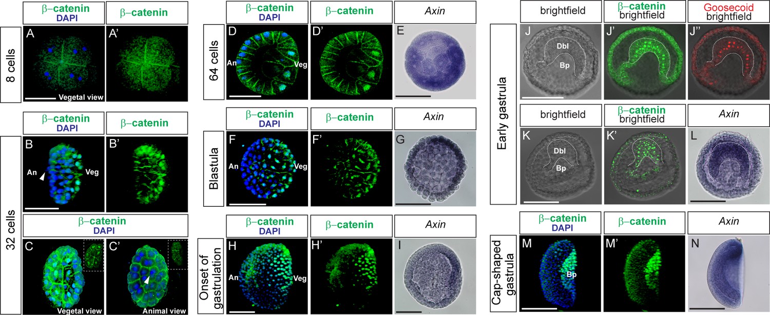 Wnt B Catenin Signaling Is An Evolutionarily Conserved Determinant Of Chordate Dorsal Organizer Elife