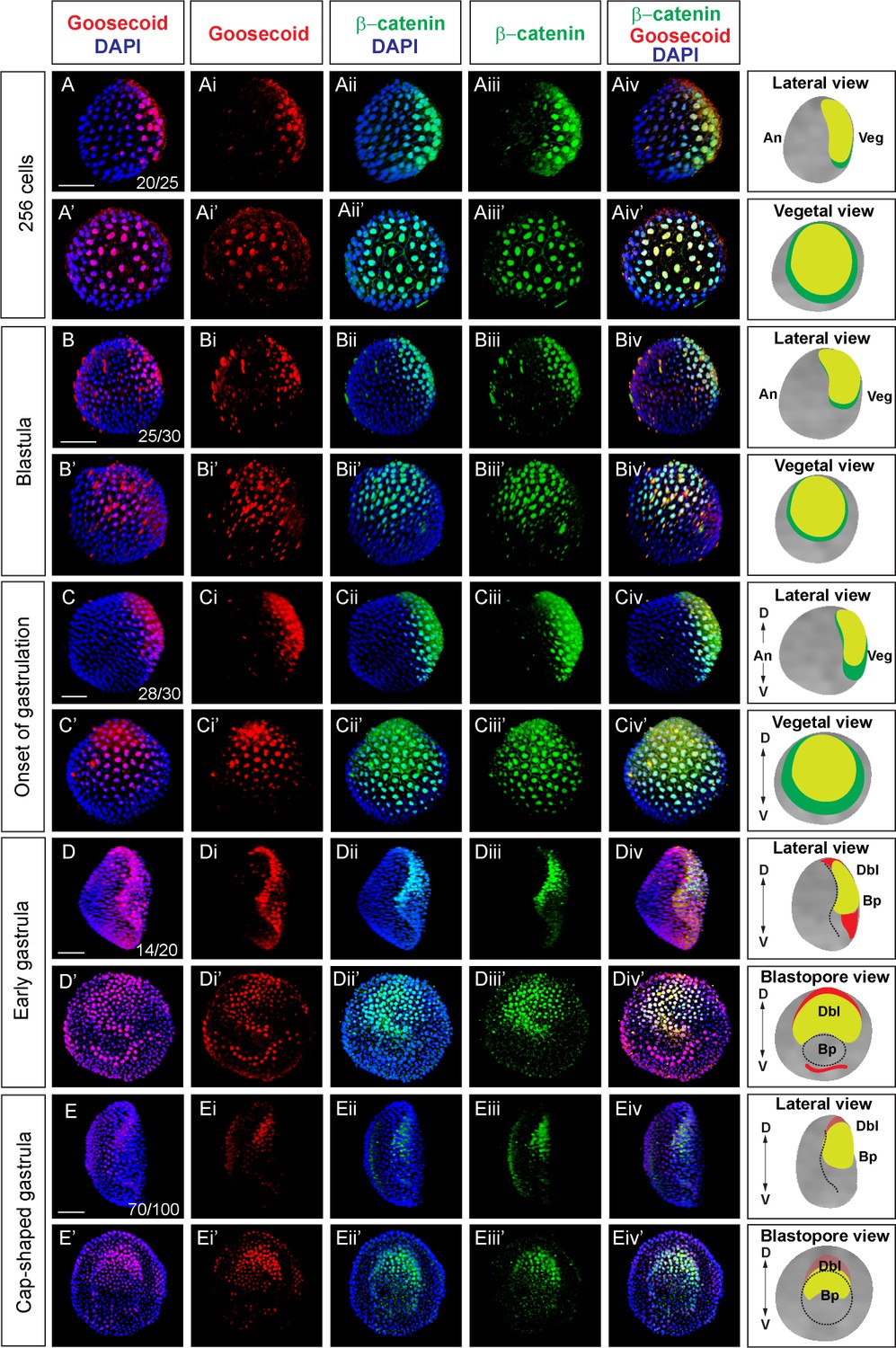 Wnt B Catenin Signaling Is An Evolutionarily Conserved Determinant Of Chordate Dorsal Organizer Elife