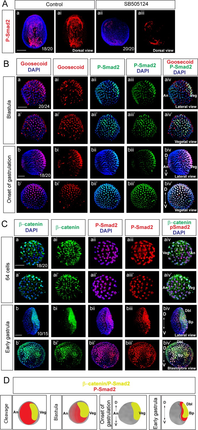 Wnt B Catenin Signaling Is An Evolutionarily Conserved Determinant Of Chordate Dorsal Organizer Elife