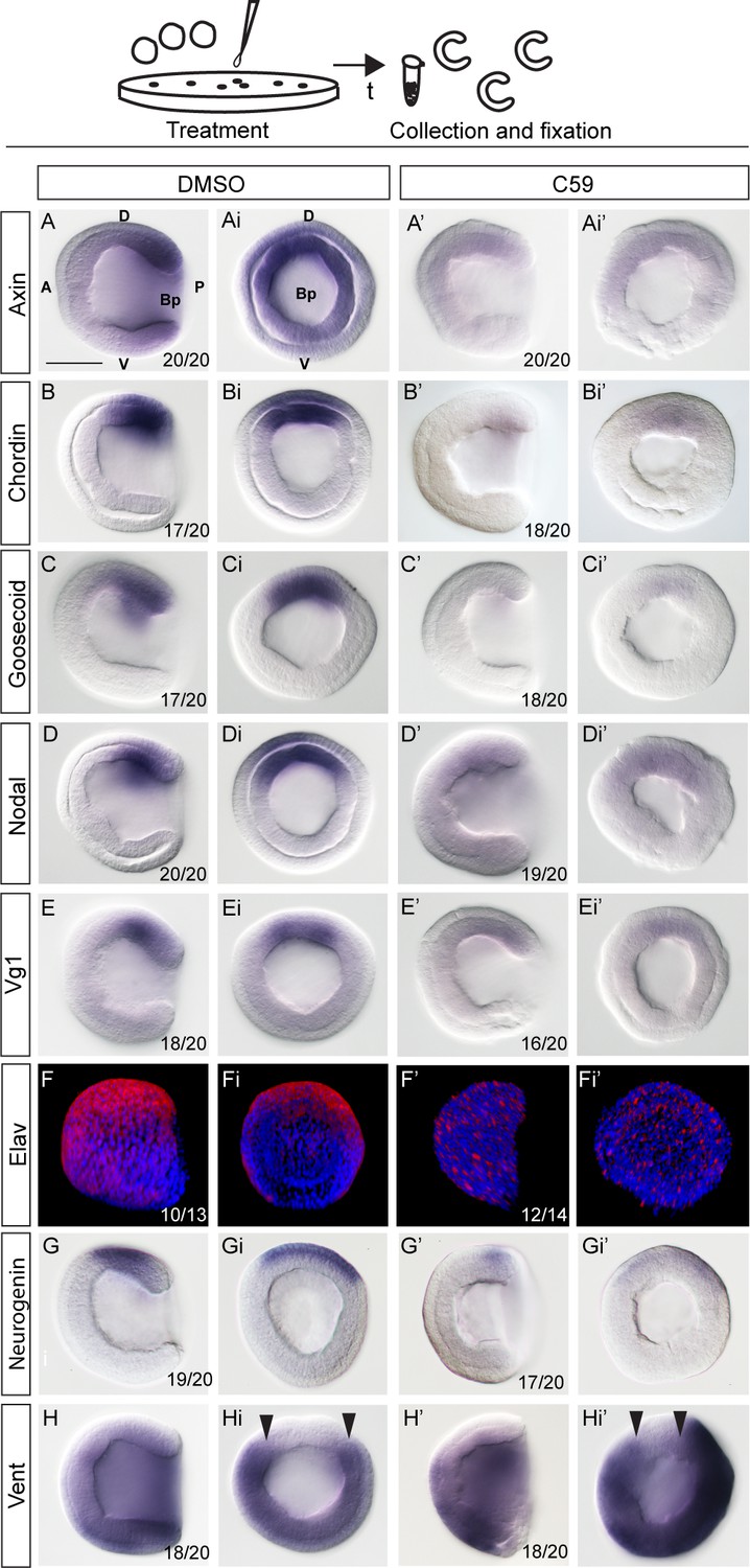 Wnt B Catenin Signaling Is An Evolutionarily Conserved Determinant Of Chordate Dorsal Organizer Elife