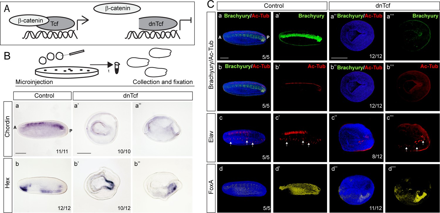 Wnt B Catenin Signaling Is An Evolutionarily Conserved Determinant Of Chordate Dorsal Organizer Elife