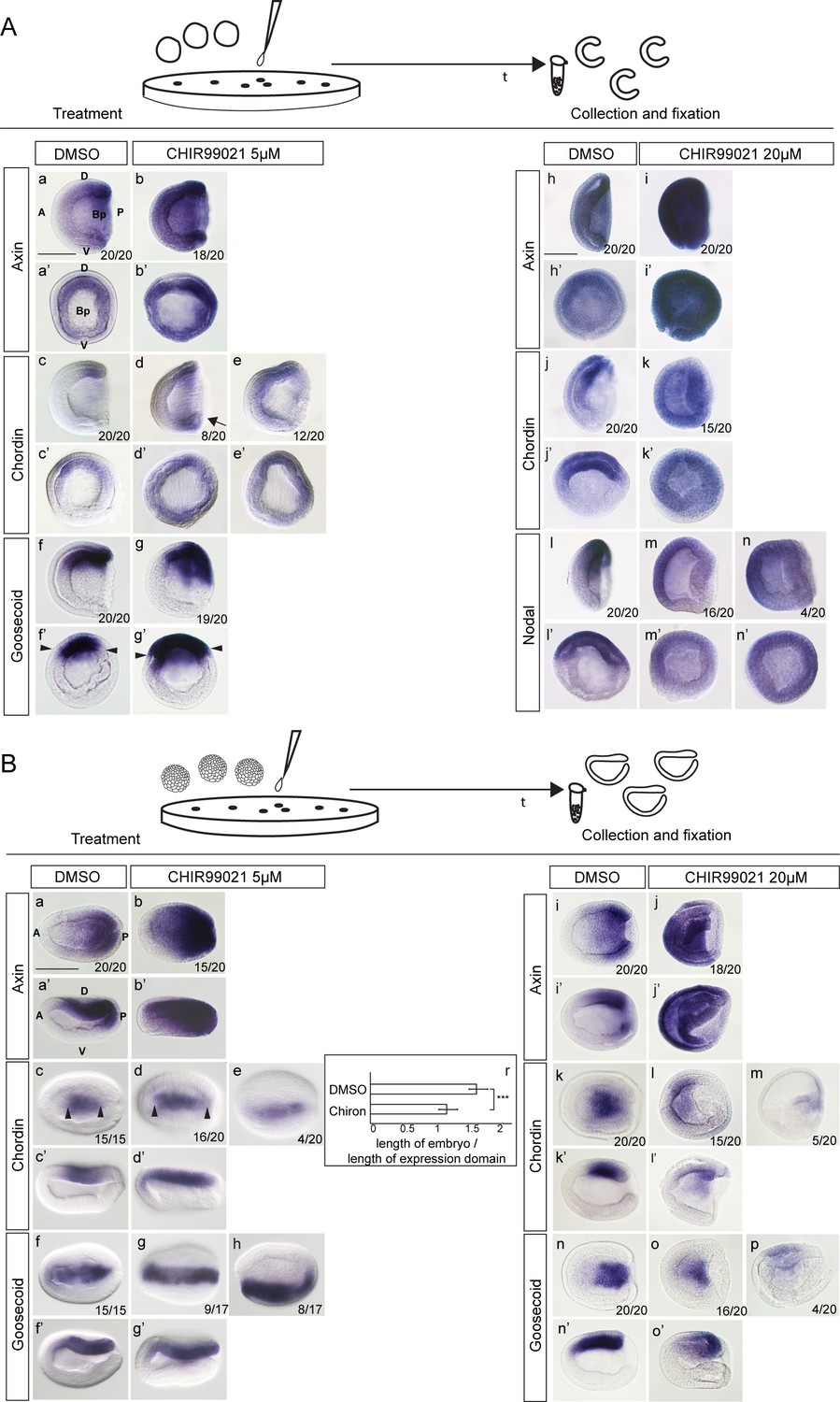 Wnt B Catenin Signaling Is An Evolutionarily Conserved Determinant Of Chordate Dorsal Organizer Elife