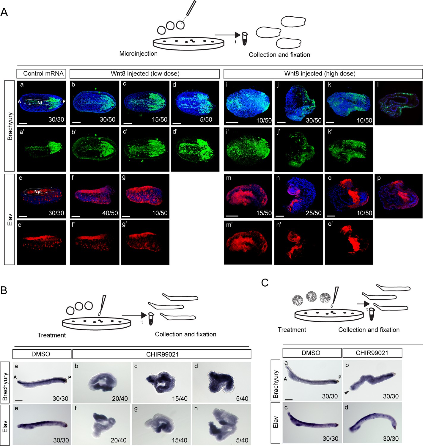 Wnt B Catenin Signaling Is An Evolutionarily Conserved Determinant Of Chordate Dorsal Organizer Elife