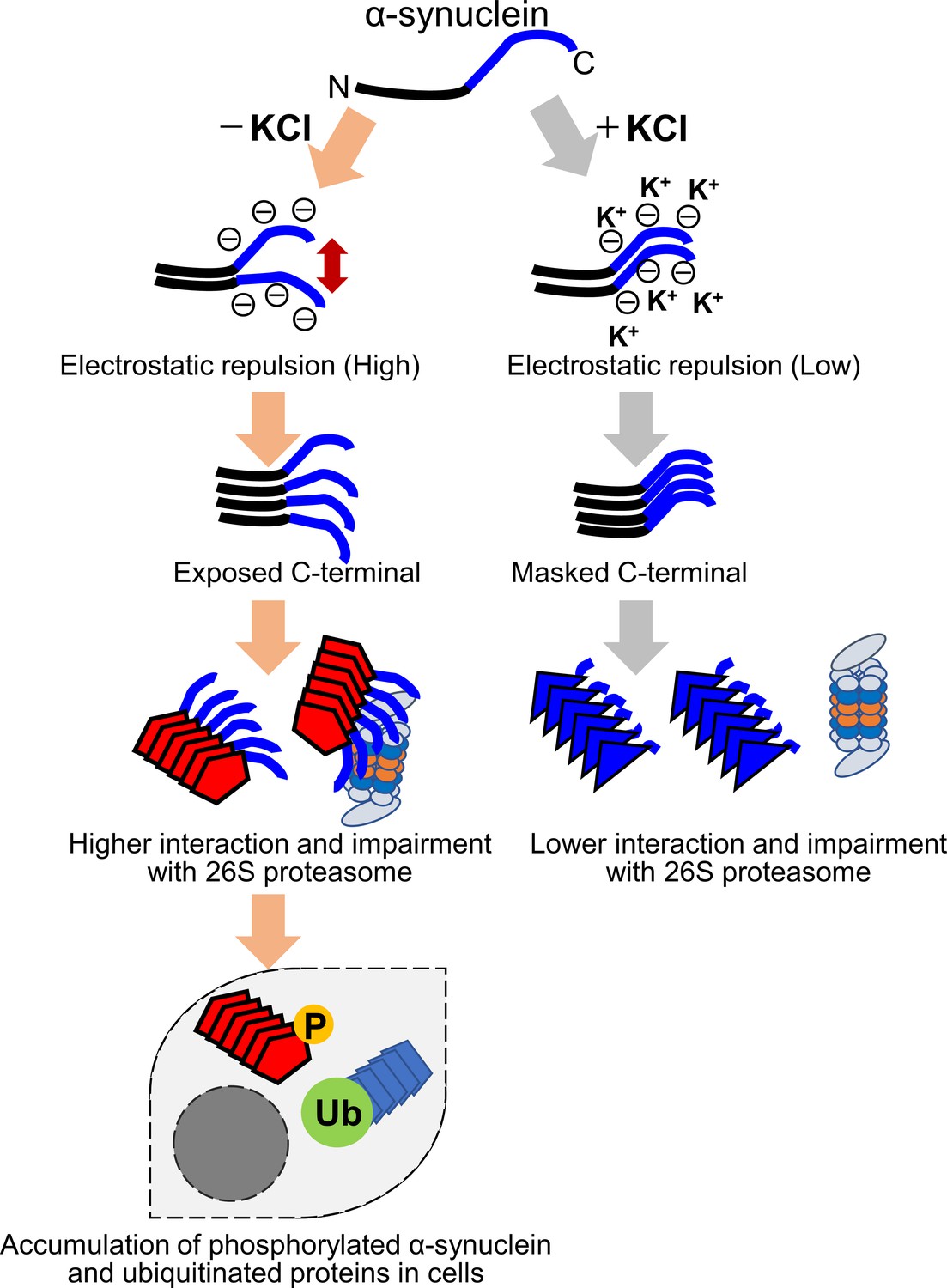 α-Synuclein Aggregation in Treatment of Parkinson's Disease