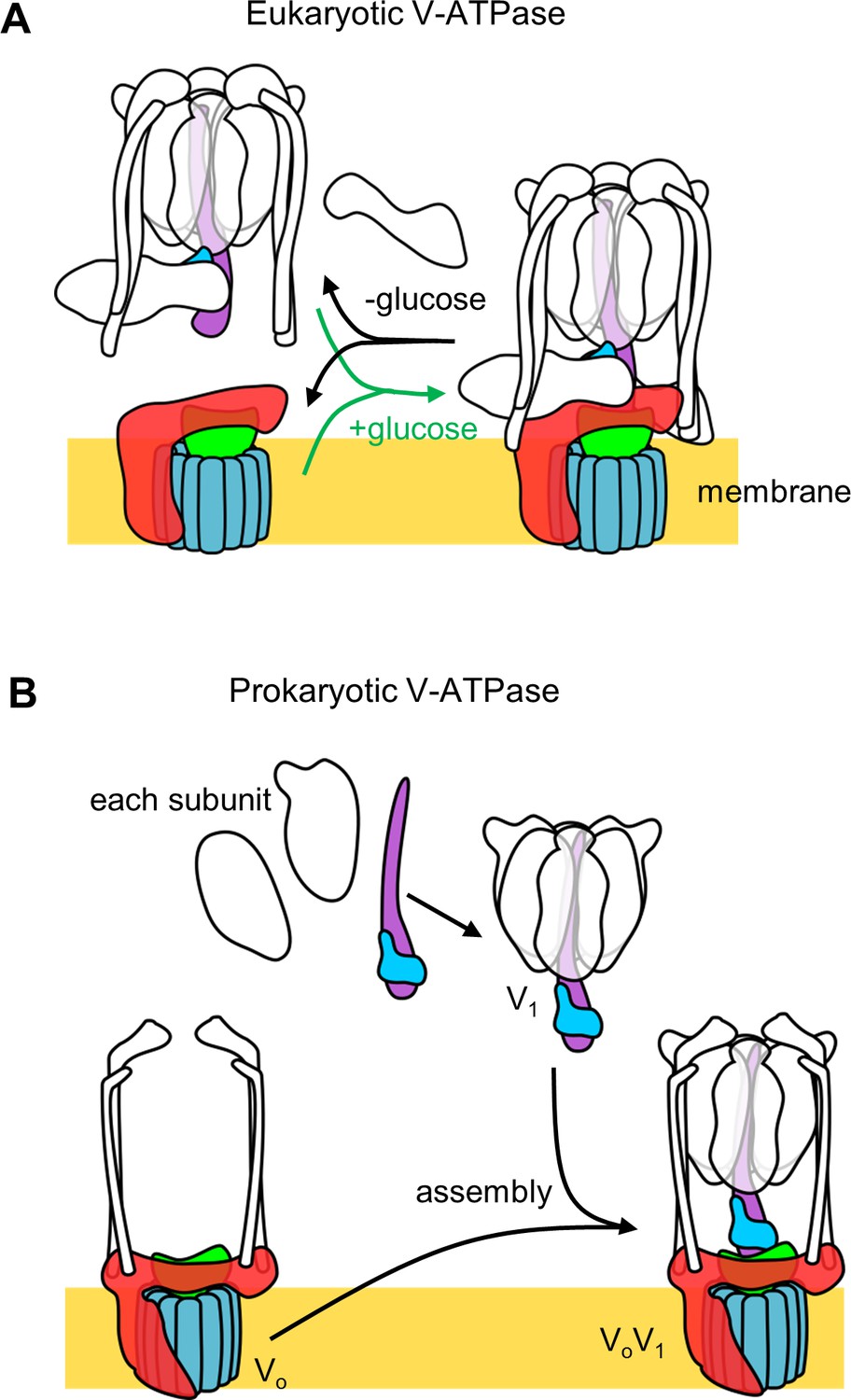 Mechanical Inhibition Of Isolated Vo From V A Atpase For Proton Conductance Elife