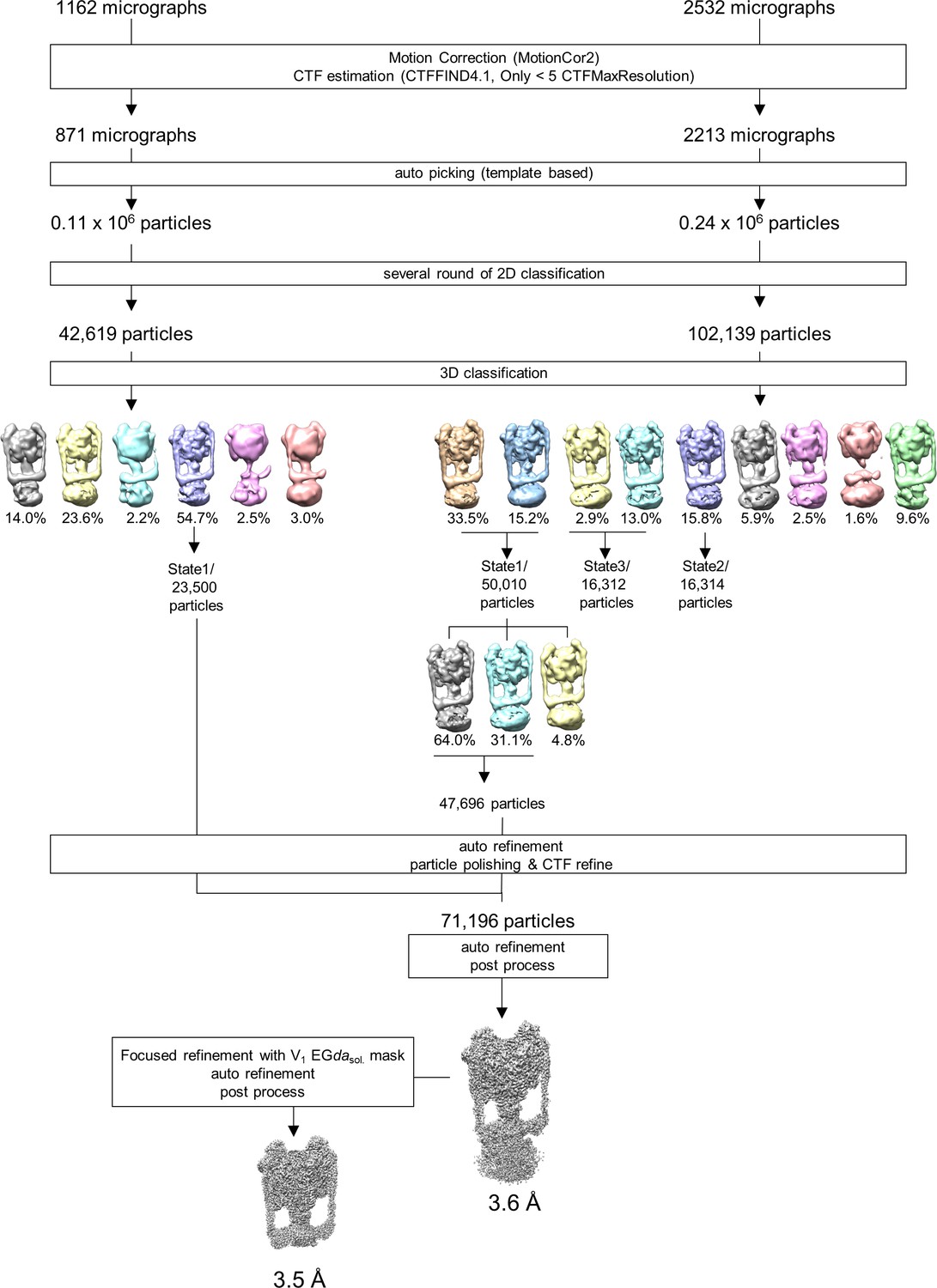 Mechanical Inhibition Of Isolated Vo From V A Atpase For Proton Conductance Elife