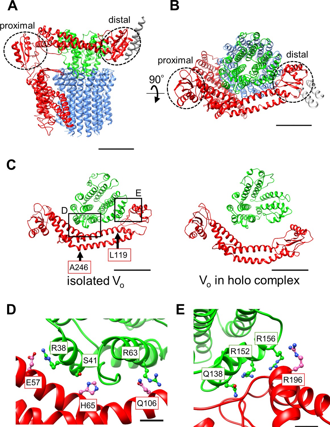 Mechanical Inhibition Of Isolated Vo From V A Atpase For Proton Conductance Elife