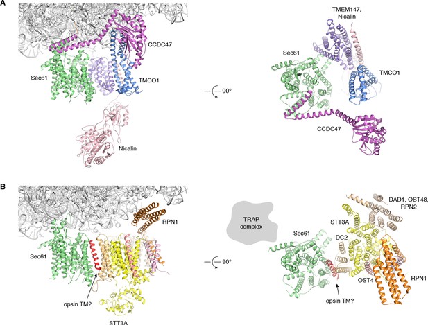 Figures and data in An ER translocon for multi-pass membrane protein ...