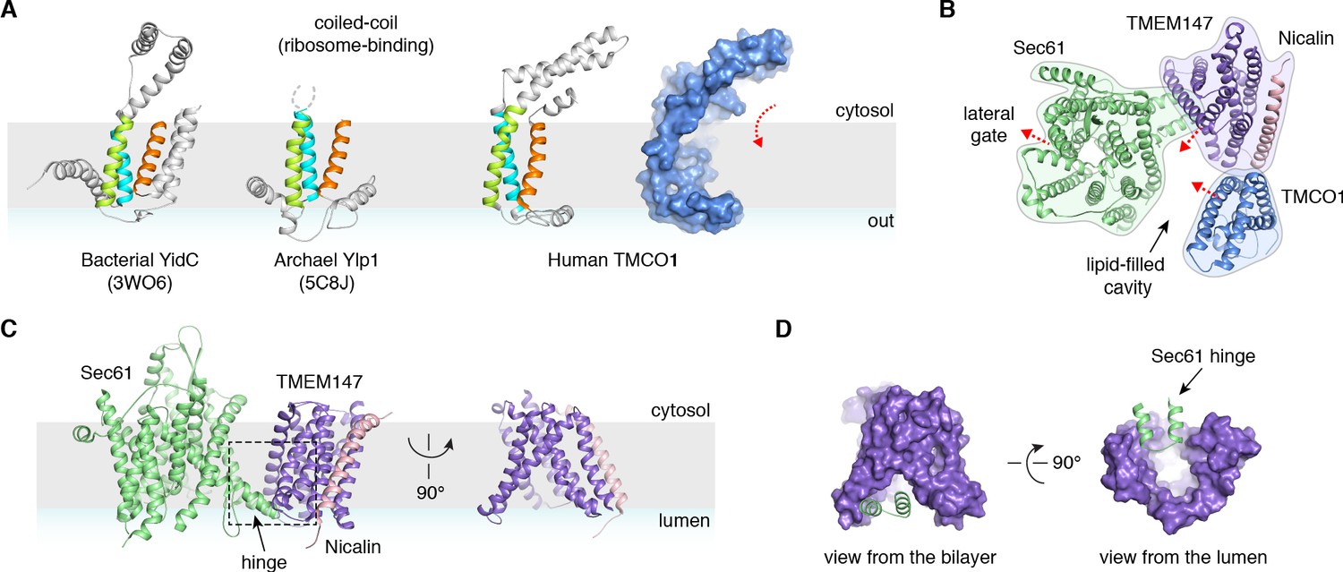 An ER translocon for multi-pass membrane protein biogenesis | eLife