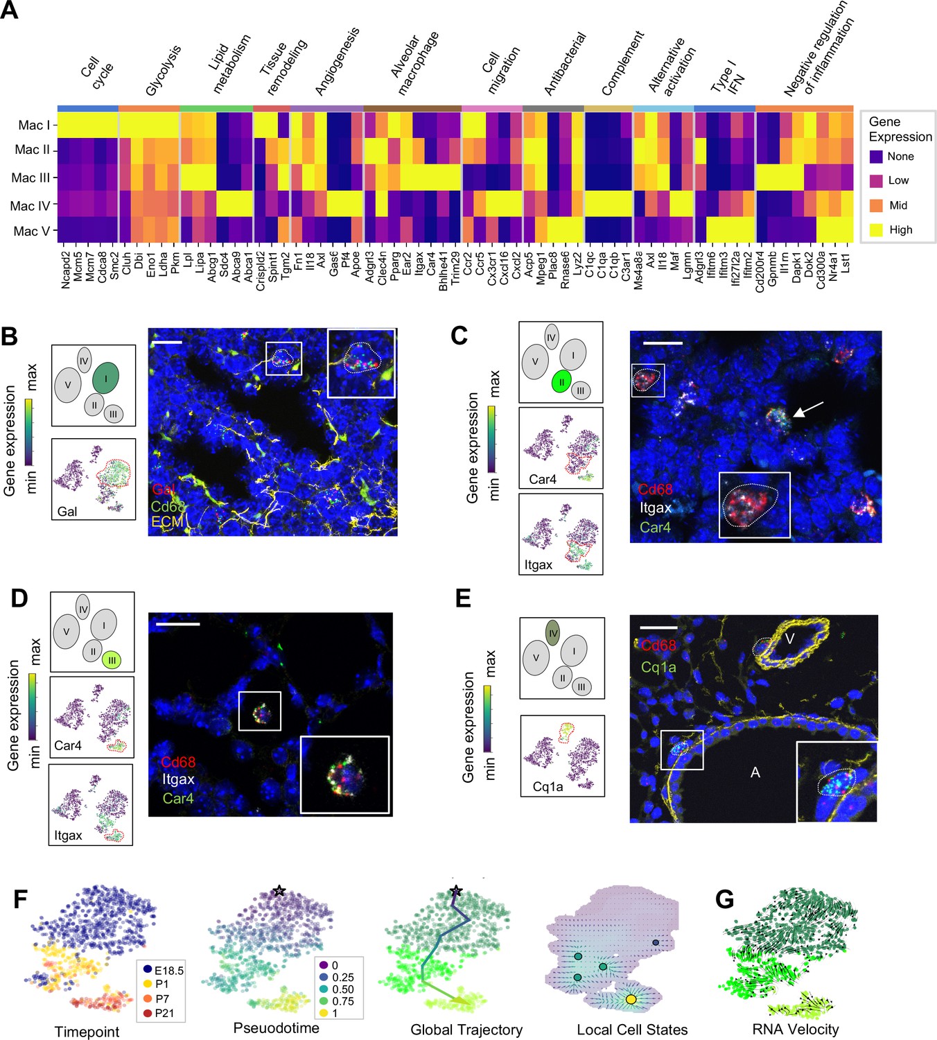 Figures And Data In Diverse Homeostatic And Immunomodulatory Roles Of