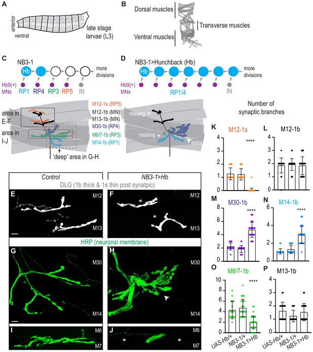 Temporal Transcription Factors Determine Circuit Membership By ...