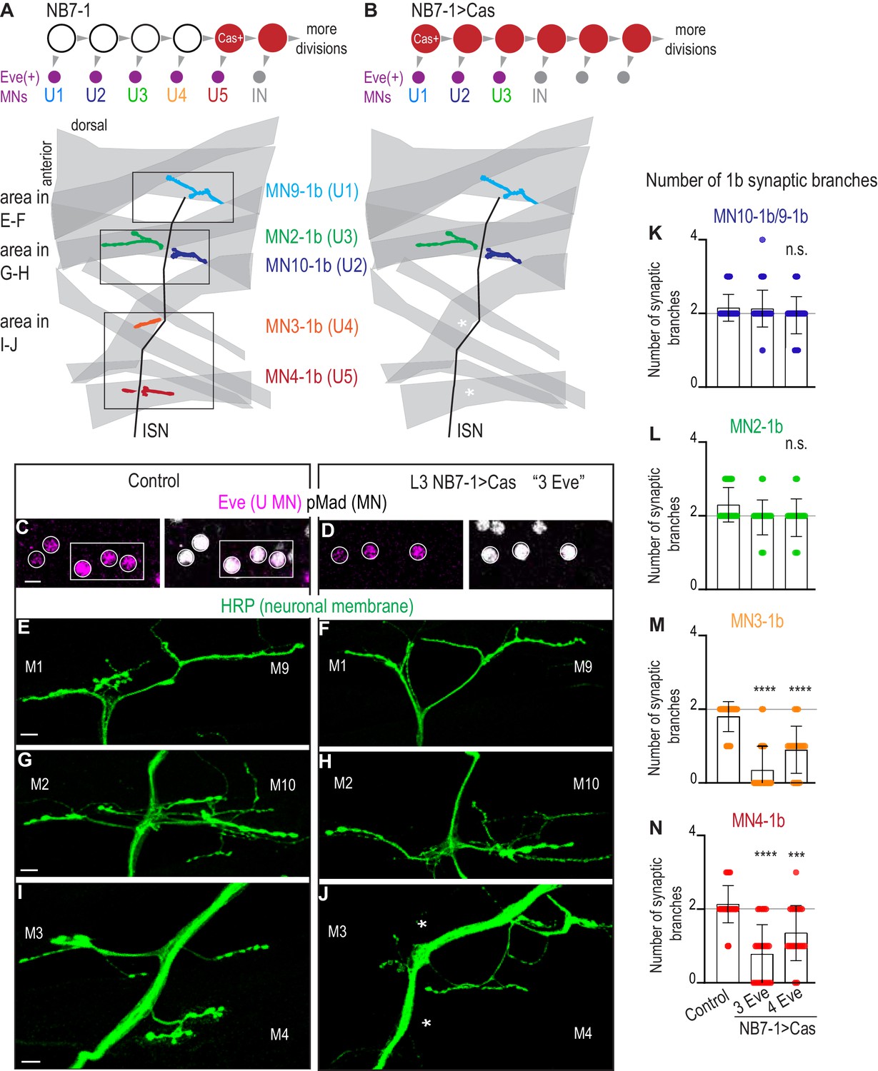 Temporal Transcription Factors Determine Circuit Membership By ...