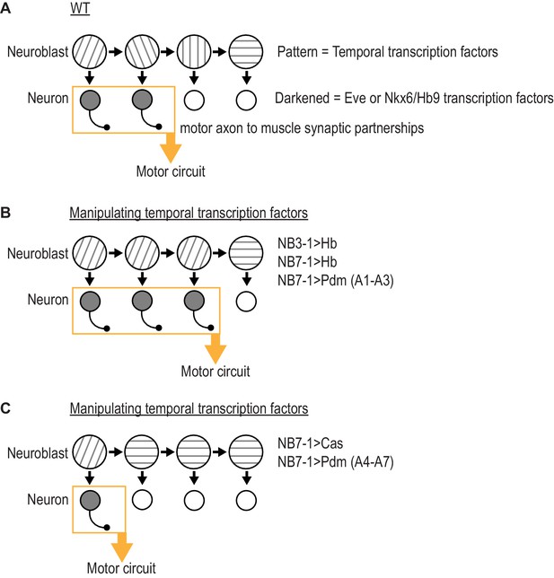 Temporal Transcription Factors Determine Circuit Membership By ...