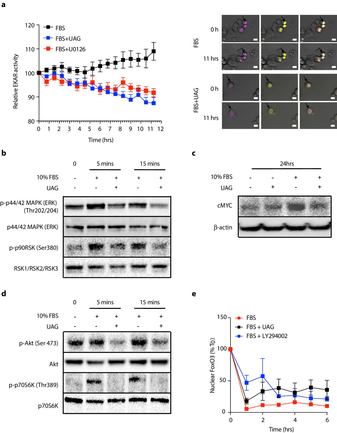 Figures And Data In Three Dimensional Growth Of Breast Cancer Cells