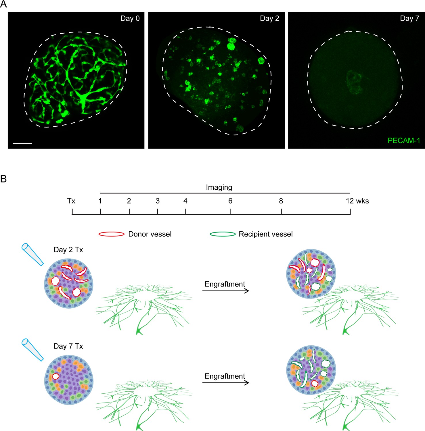 Figures And Data In Islet Vascularization Is Regulated By Primary