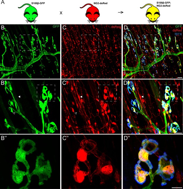 Figures and data in Specific labeling of synaptic schwann cells reveals ...