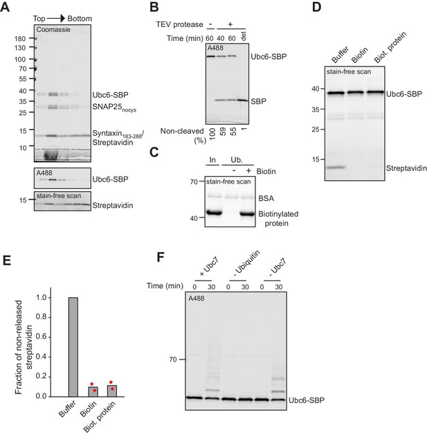 Figures and data in Doa10 is a membrane protein retrotranslocase in ER ...