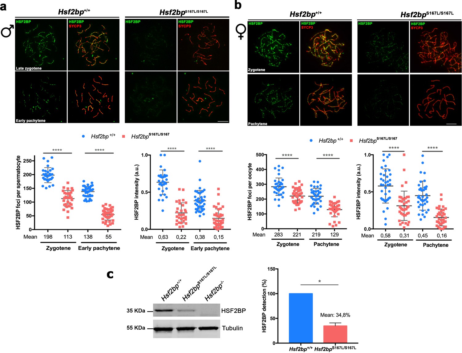 A missense in HSF2BP causing primary ovarian insufficiency affects ...