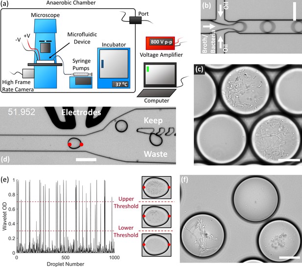 Droplet-based high-throughput cultivation for accurate screening of ...