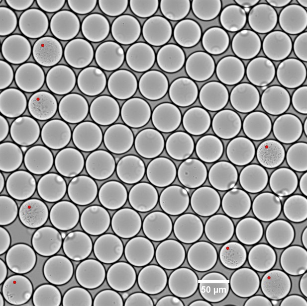 Figures And Data In Droplet-based High-throughput Cultivation For ...