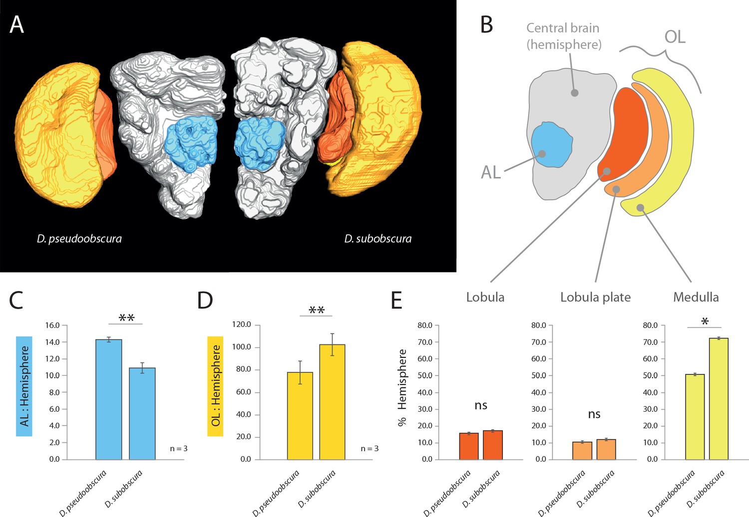 Divergent sensory investment mirrors potential speciation