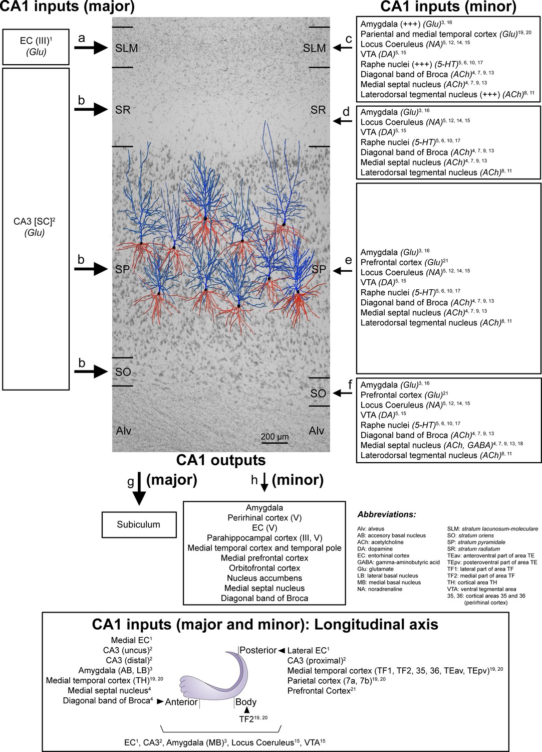 Three-dimensional Synaptic Organization Of The Human Hippocampal CA1 ...