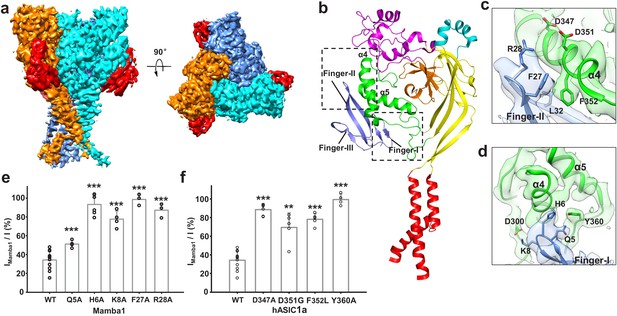 Figures and data in Structural insights into human acid-sensing ion ...