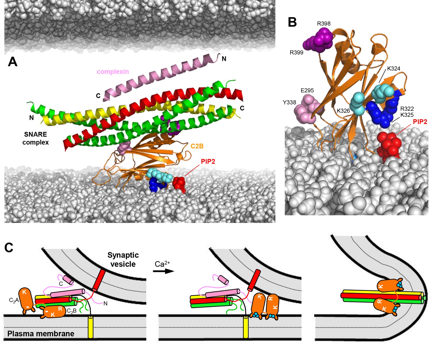 Control of membrane gaps by synaptotagmin-Ca2+ measured with a novel  membrane distance ruler