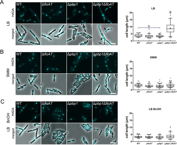 Flotillin-mediated membrane fluidity controls peptidoglycan synthesis ...