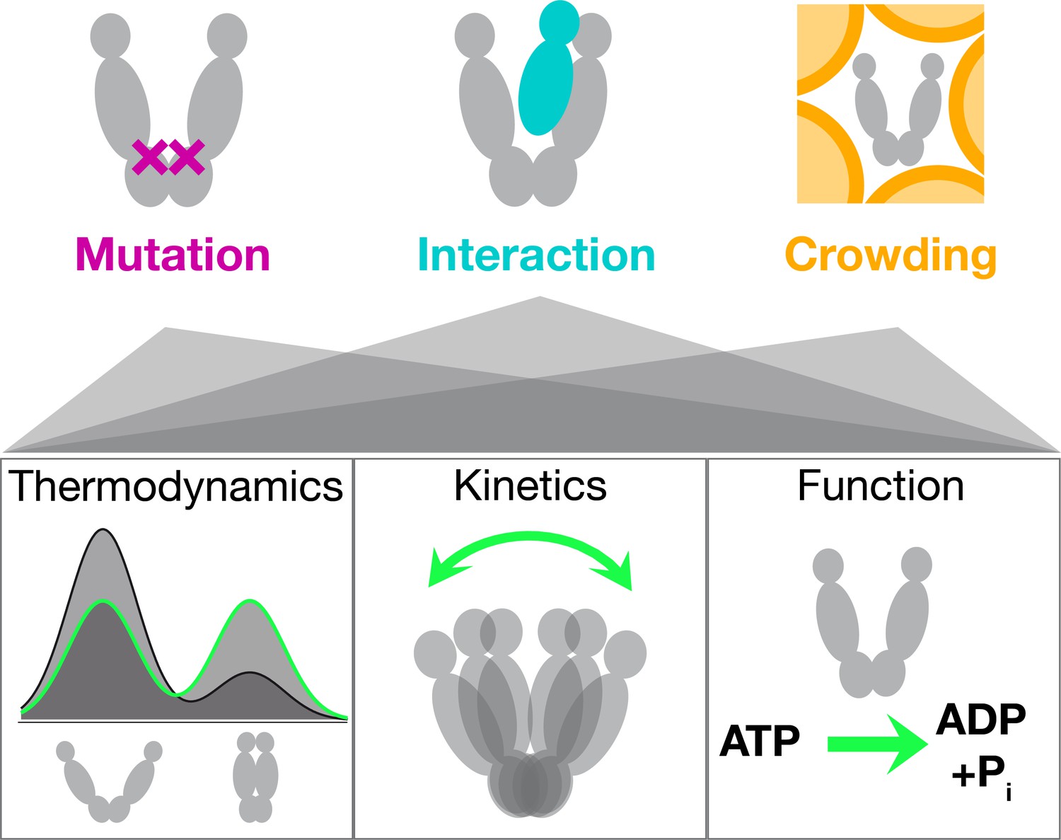 Figures And Data In Controlling Protein Function By Fine-tuning ...