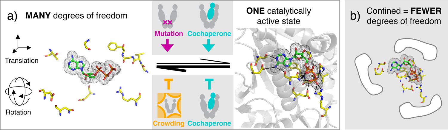 Controlling protein function by fine-tuning conformational flexibility ...