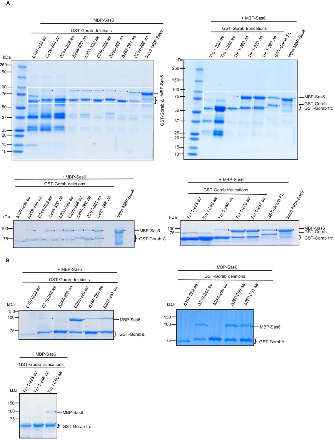 Figures And Data In The Dimeric Golgi Protein Gorab Binds To Sas6 As A