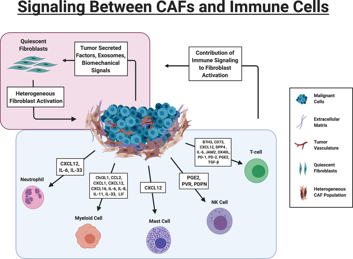 Figures And Data In Cancer-associated Fibroblasts And Their Influence ...