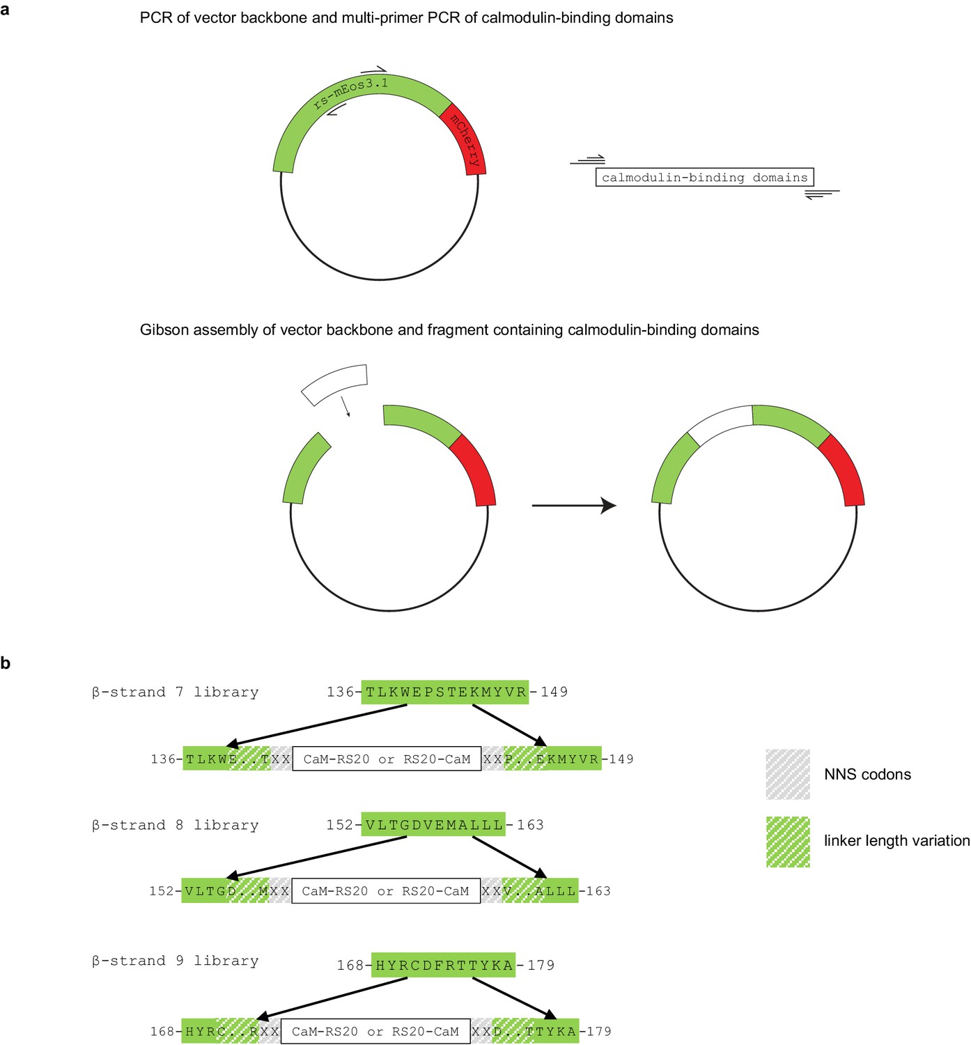 Figures and data in Erasable labeling of neuronal activity using a ...