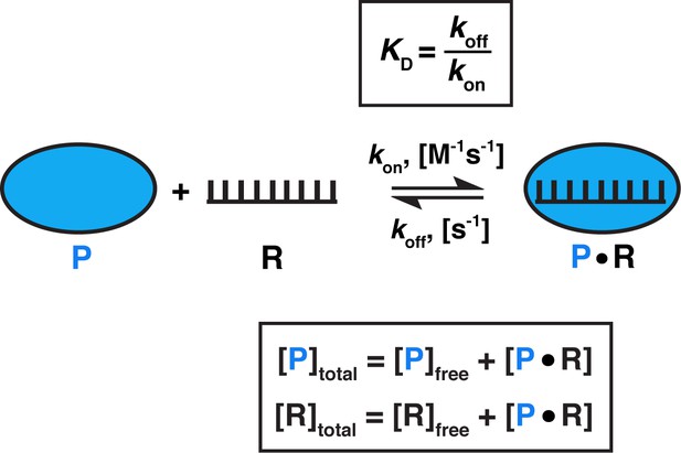 how-to-measure-and-evaluate-binding-affinities-elife