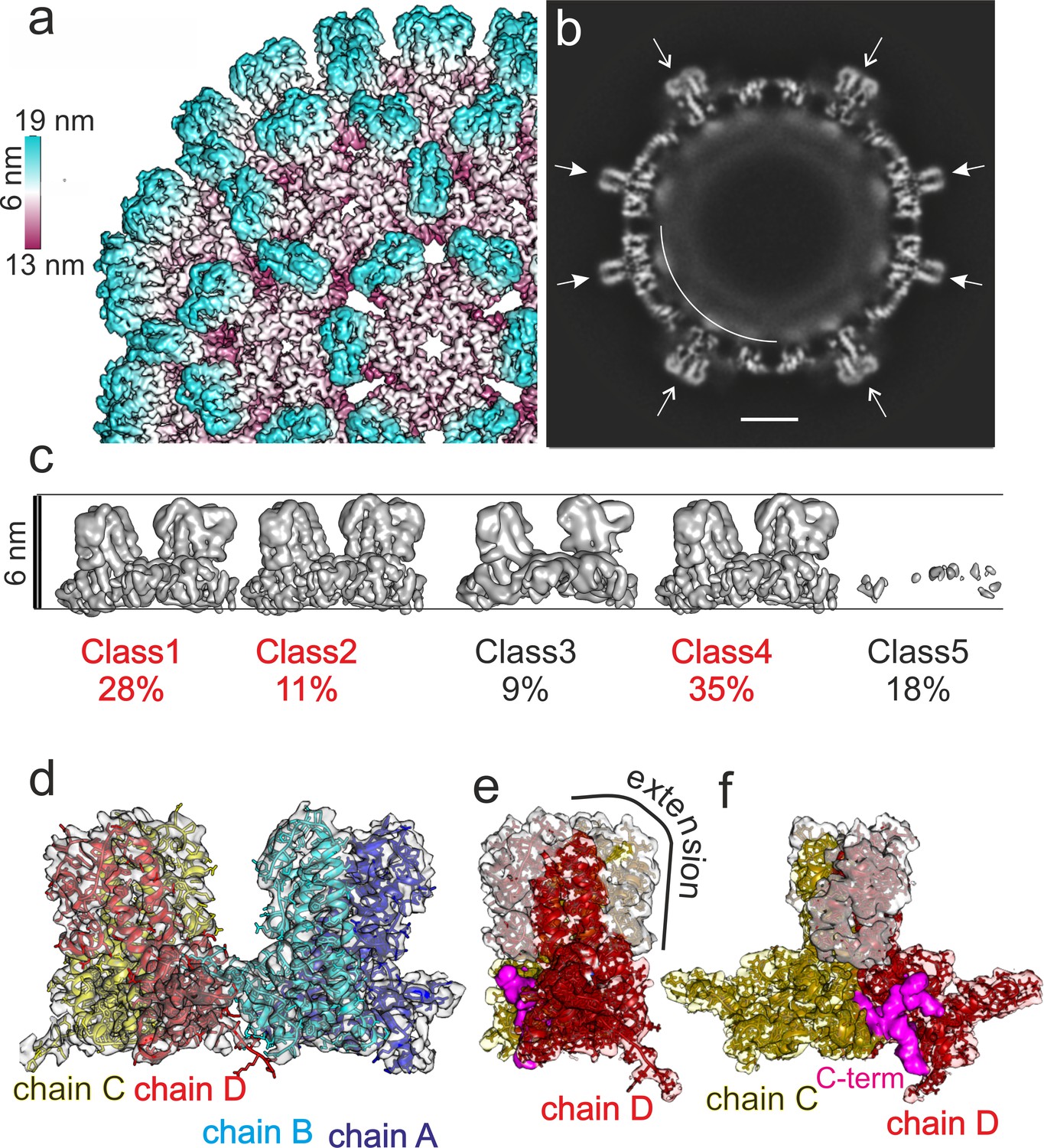 Figures and data in Slowly folding surface extension in the prototypic ...