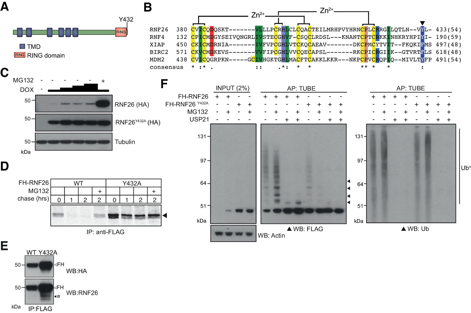 Figures and data in Interaction mapping of endoplasmic reticulum ...