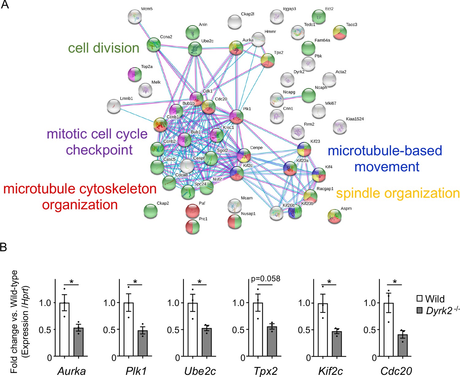 The Novel Ciliogenesis Regulator DYRK2 Governs Hedgehog Signaling ...