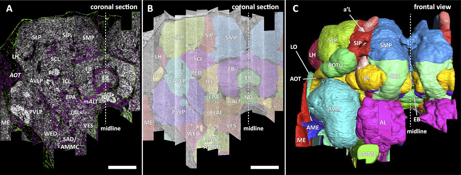 A connectome and analysis of the adult Drosophila central brain ...